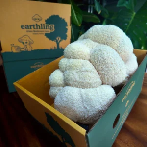 Cogumelo de crina (Juba de leão)