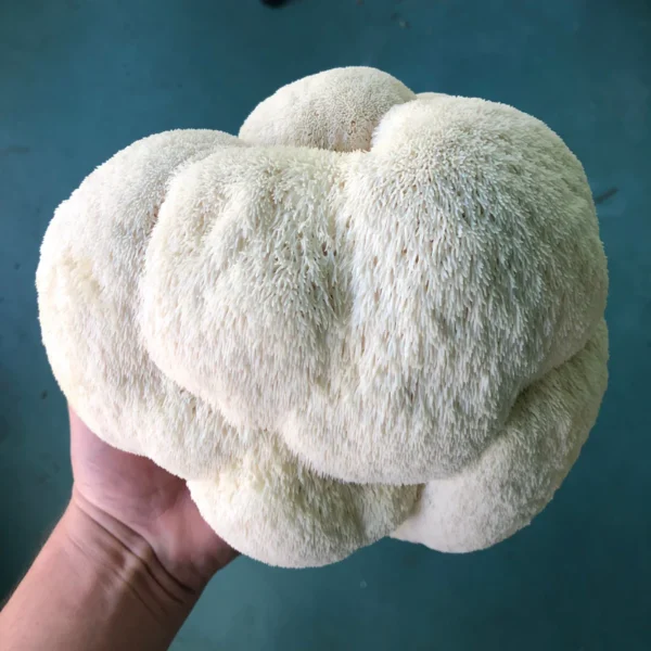 Cogumelo de crina (Juba de leão) - Imagem 3