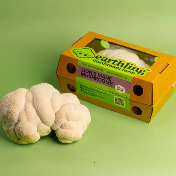 Cogumelo de crina (Juba de leão) - Imagem 5