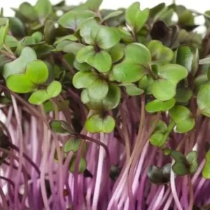 Microverde Repolho Roxo